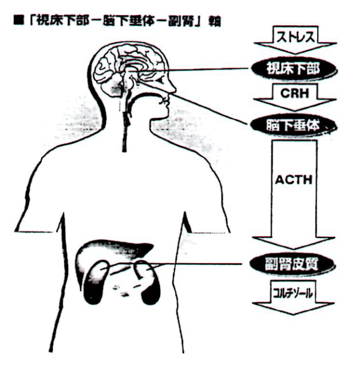 視床下部・脳下垂体・副腎軸