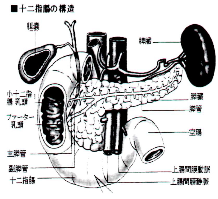 十二指腸の構造