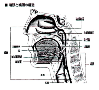 咽頭と喉頭の構造
